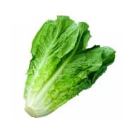 Lechuga Costina (1 un) Nutrisco